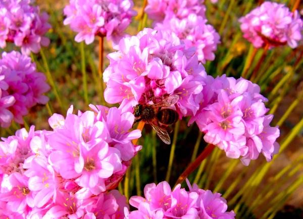 Honeybee pollinating Spiny Thrift