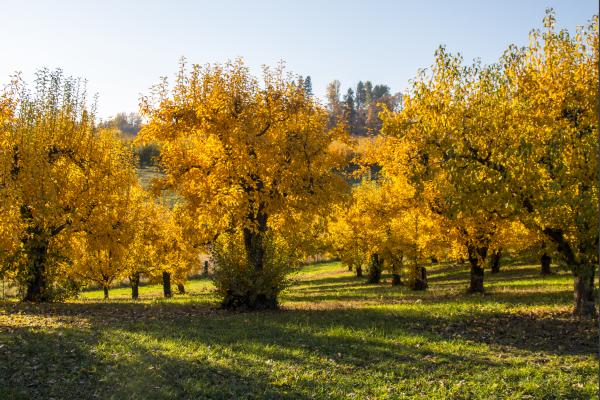Hood River, Autumn Trees