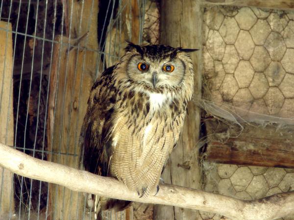 Hoot!