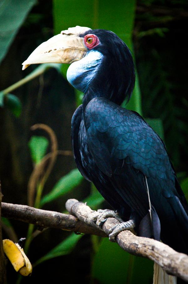 Hornbill