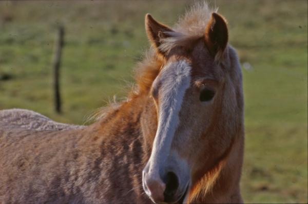Horse
