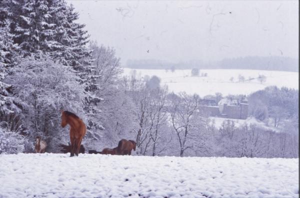 Horse