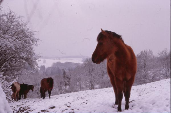 Horse
