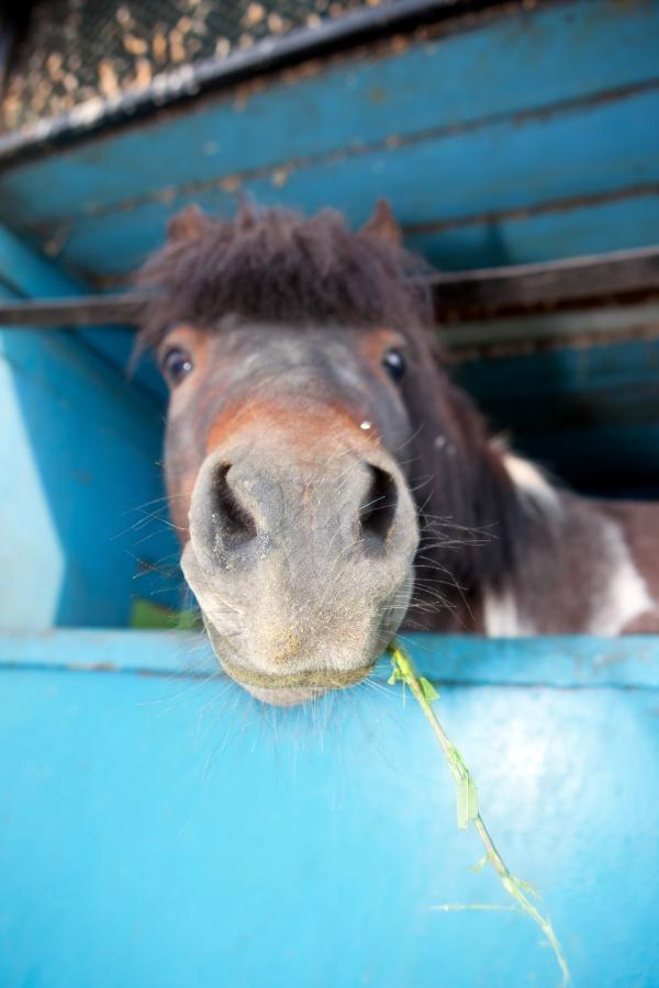 horse