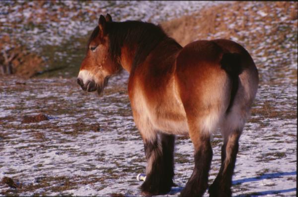 Horse