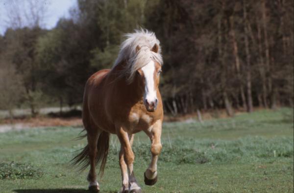 Horse