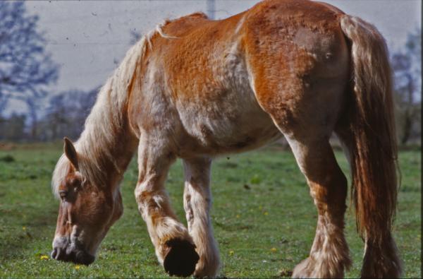 Horse