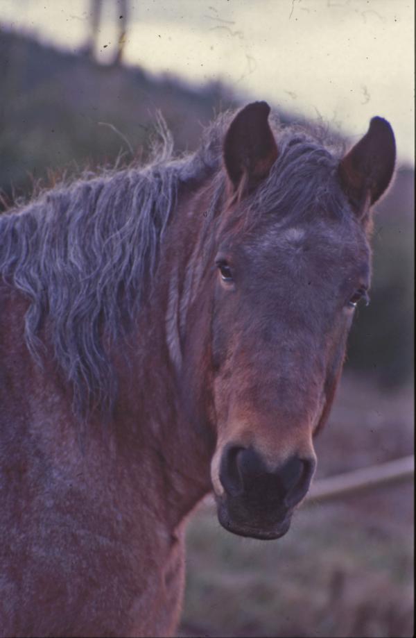 Horse
