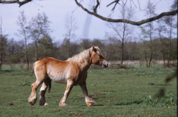 Horse