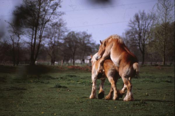 Horse