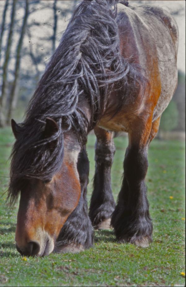 Horse