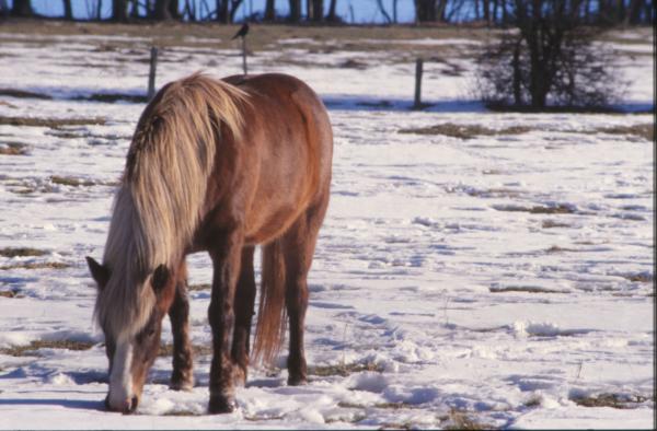Horse
