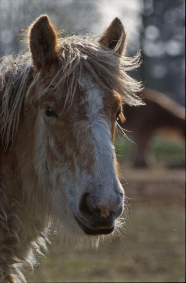 Horse