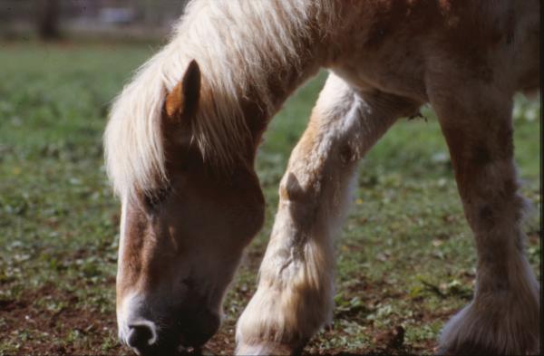 Horse