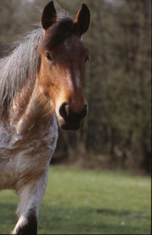 Horse