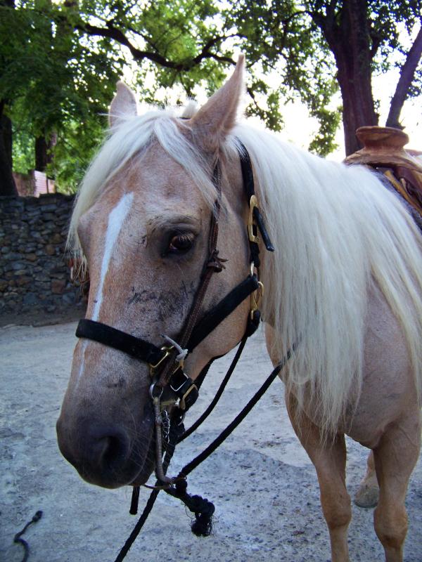 Horse