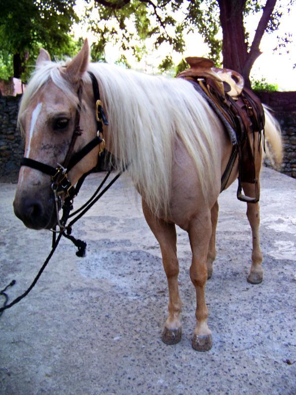 Horse