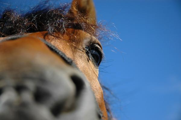 Horse