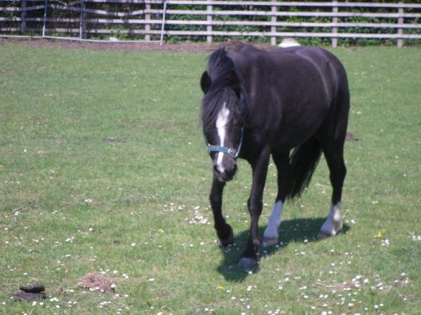 Horse