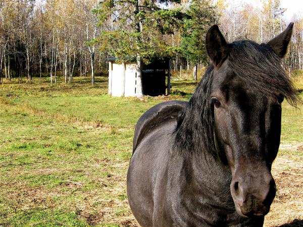 Horse