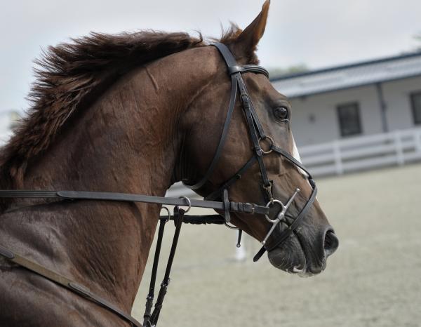 Horse at the Stable