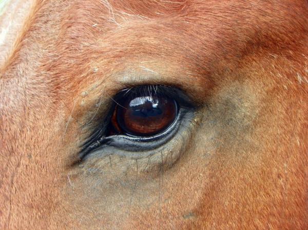 Horse eye