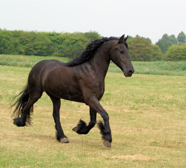 Horse in the Netherlands