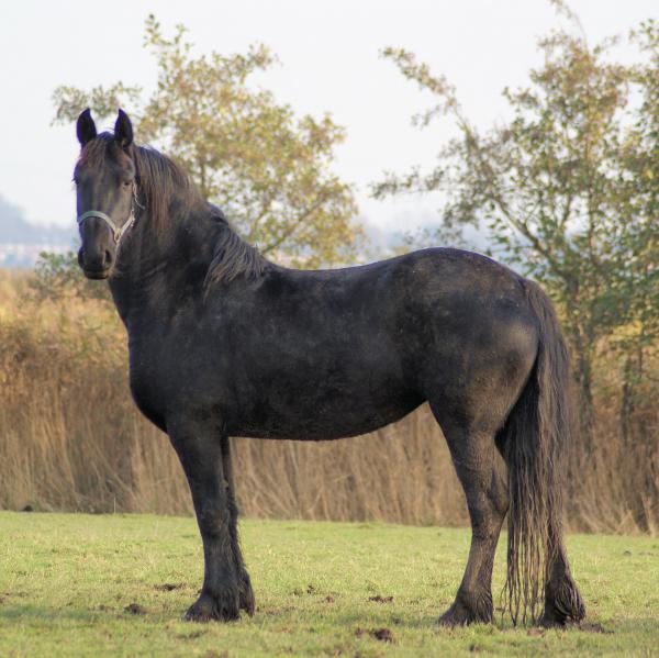 Horse in the Netherlands