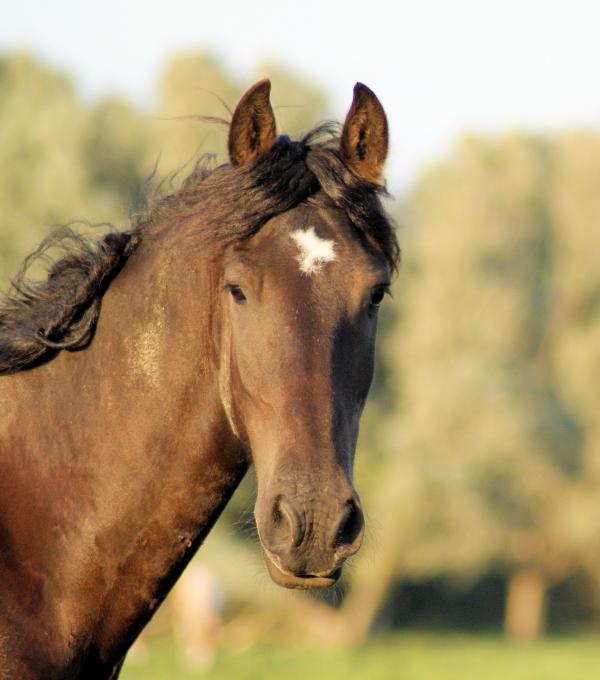 Horse in the Netherlands