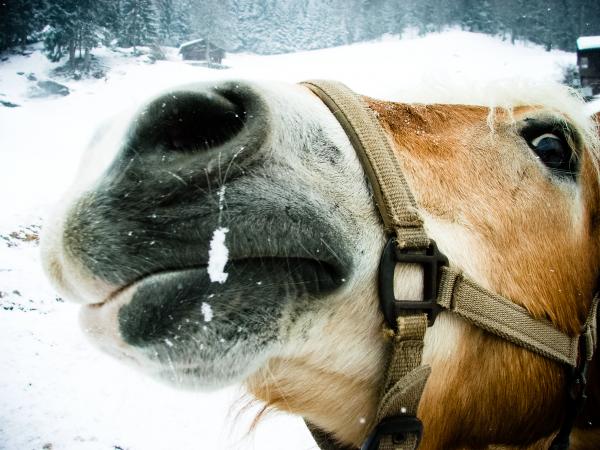 Horse in the snow