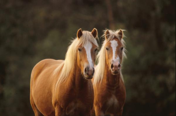 Horses