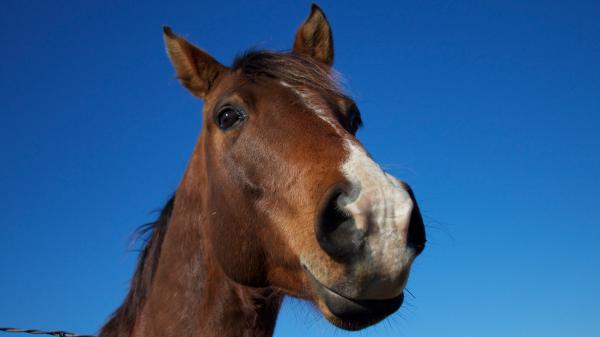 Horses