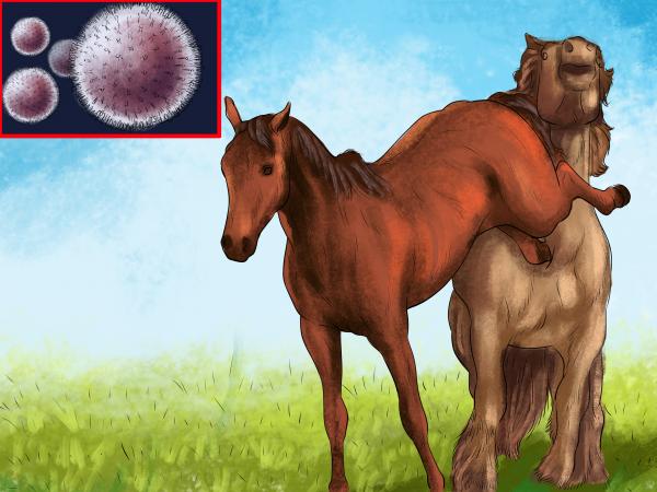 Horses