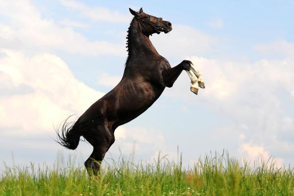 Horses