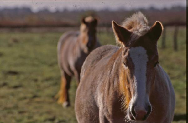 Horses