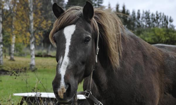 Horses