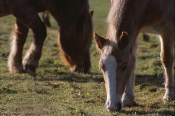 Horses