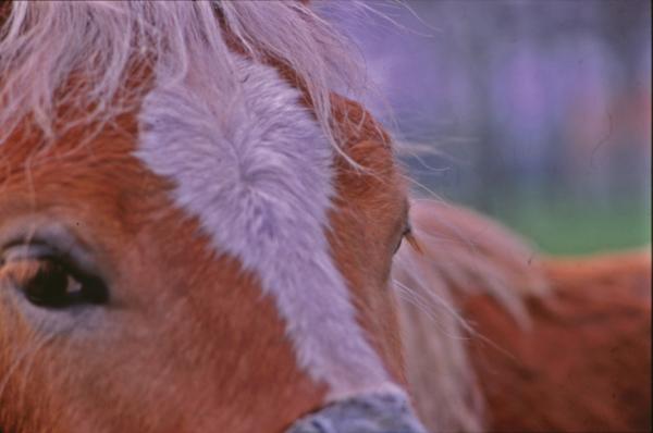 Horses
