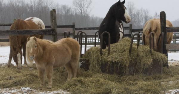 Horses
