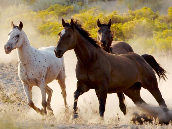 Horses