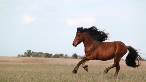 Horses
