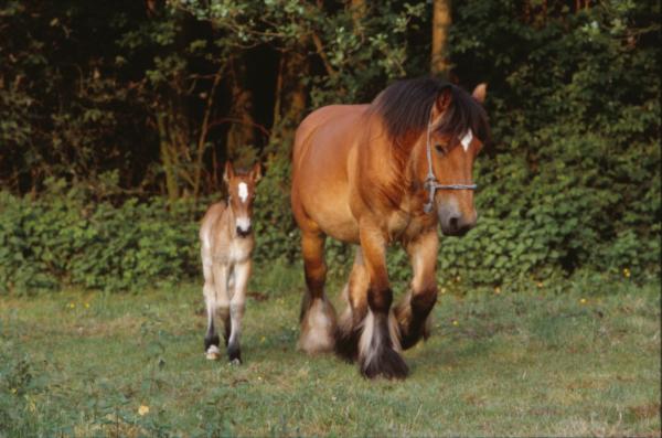 Horses