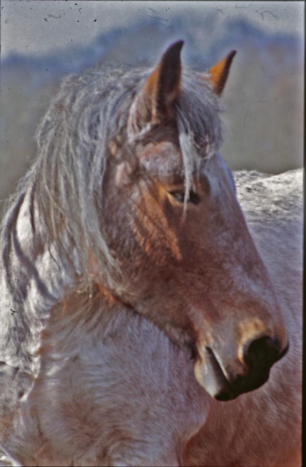 Horses