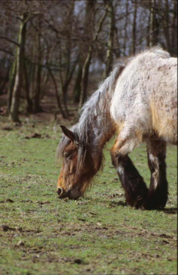 Horses