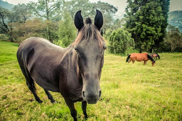 Horses