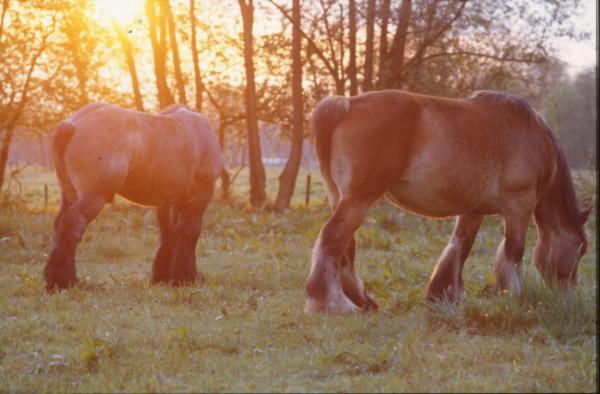 Horses