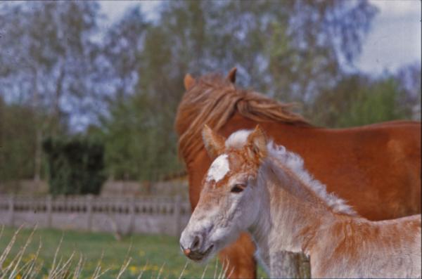 Horses