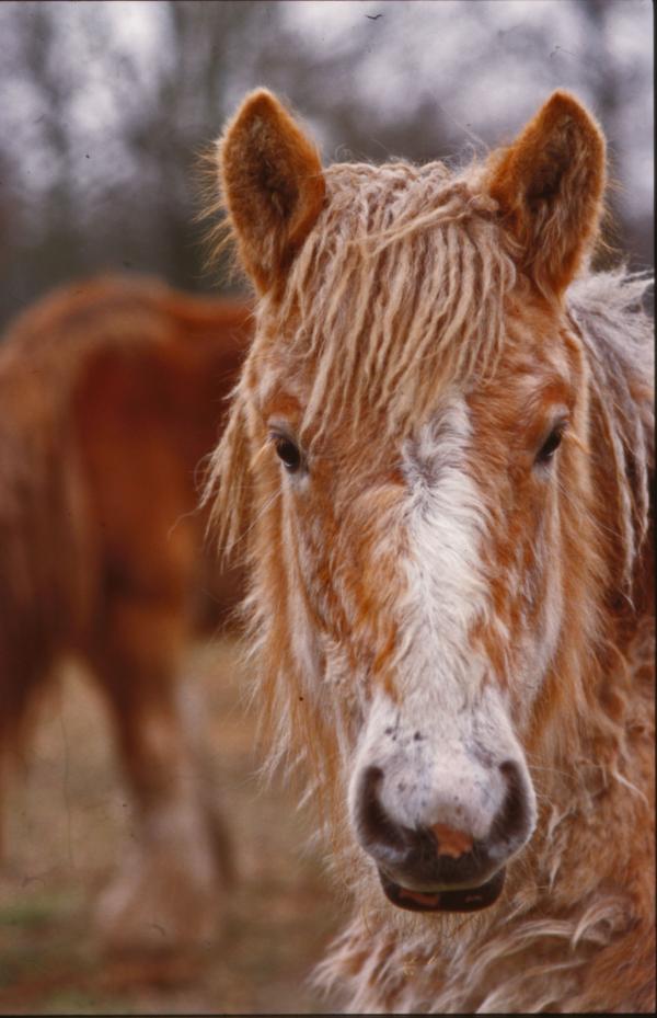 Horses