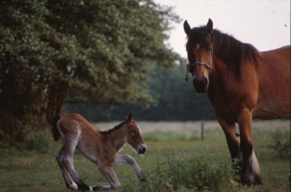 Horses