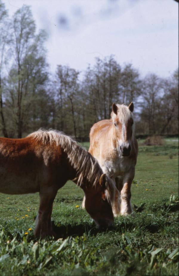 Horses